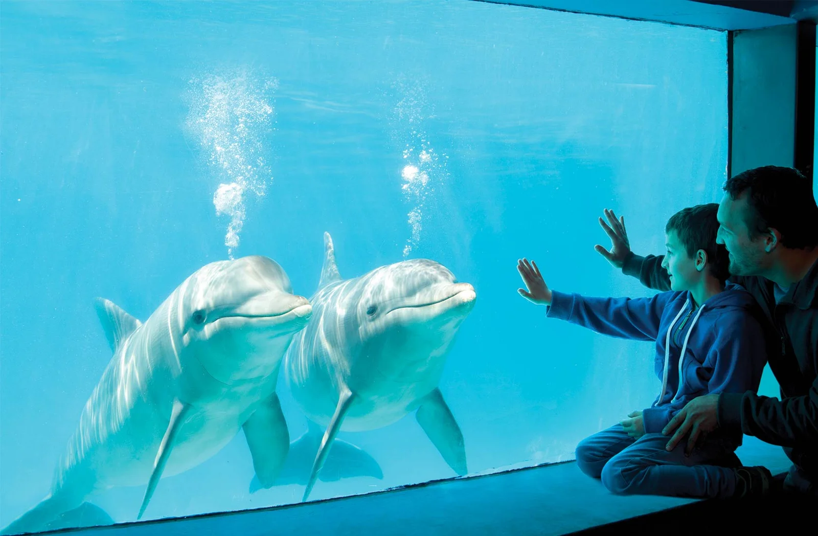 Delfines saltando en Mundo Marino